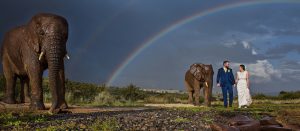 Elephant Wedding Rain